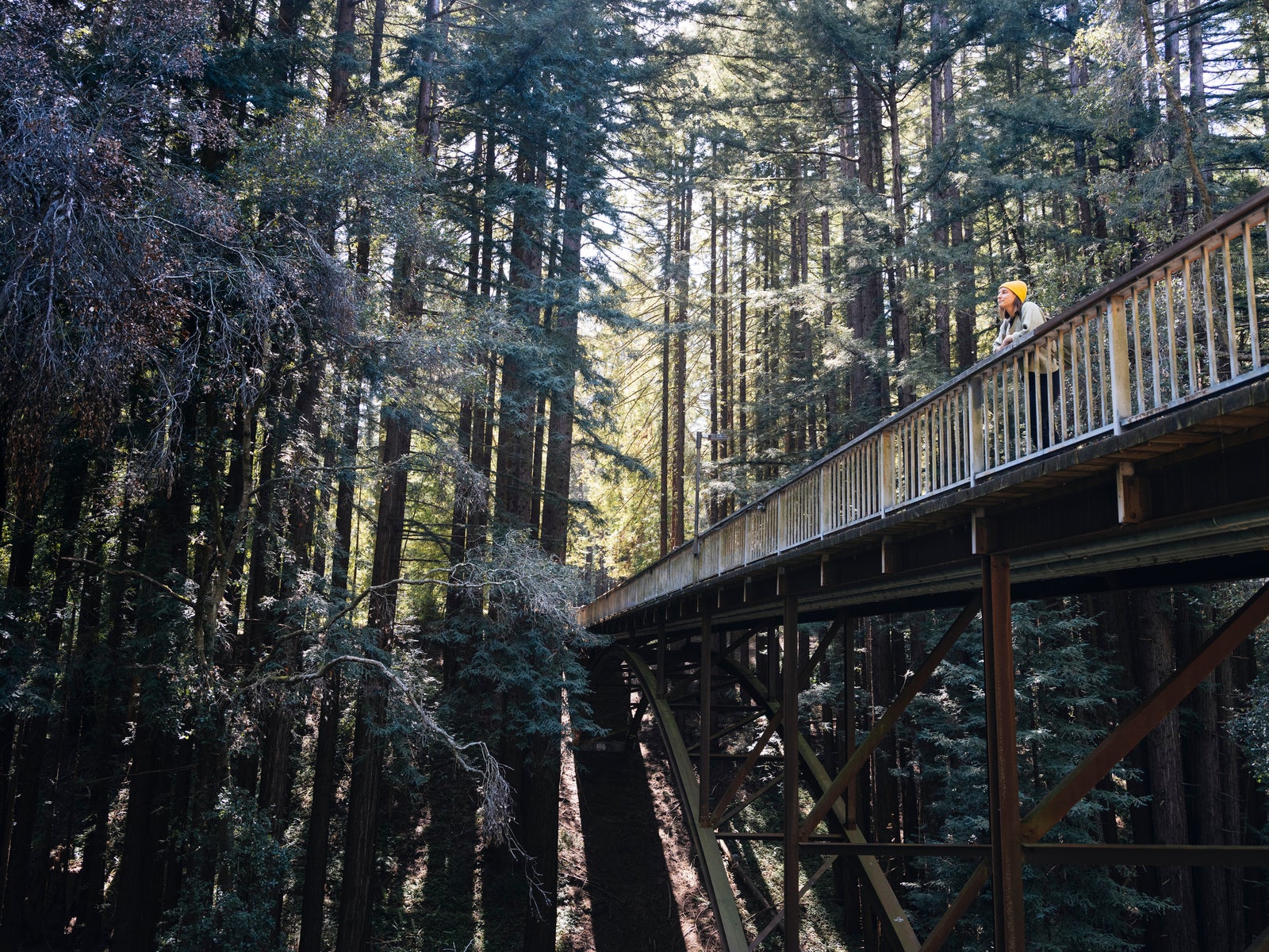 A footbridge over a deep canyon in a redwood forest. A student in a yellow hat stands at the railing and looks pensively up into the trees.