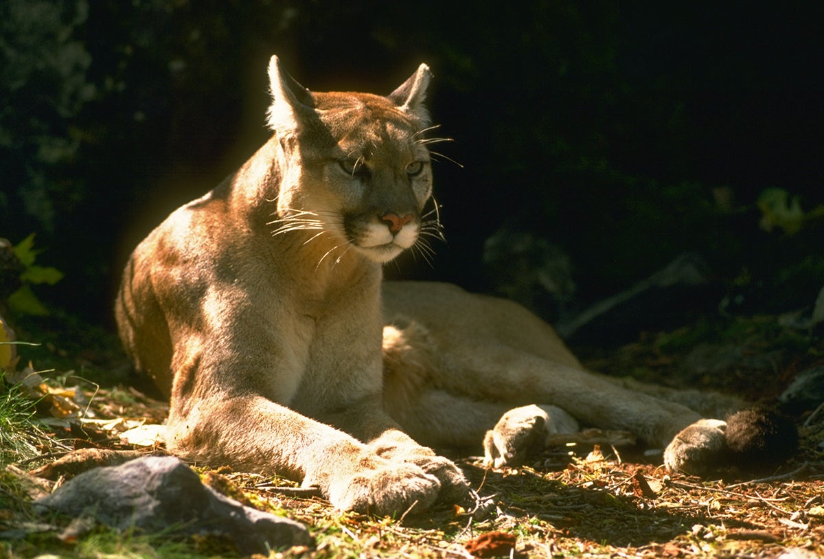 A mountain lion rests in half-sun, half-shade