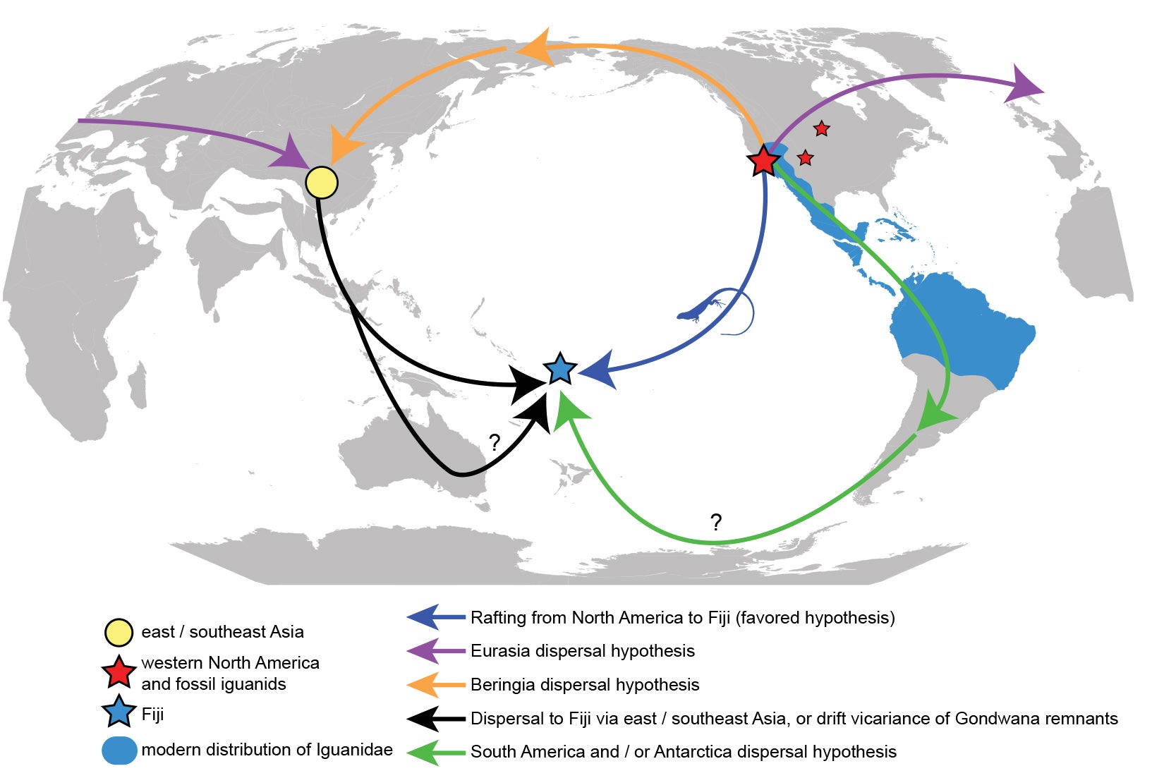 A map of the world with arrows of five different colors showing proposed iguana migration routes