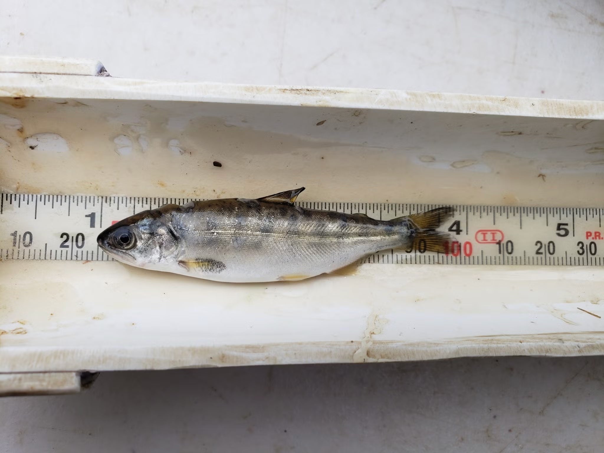 A 4-inch-long dead fish on top of a measuring tape