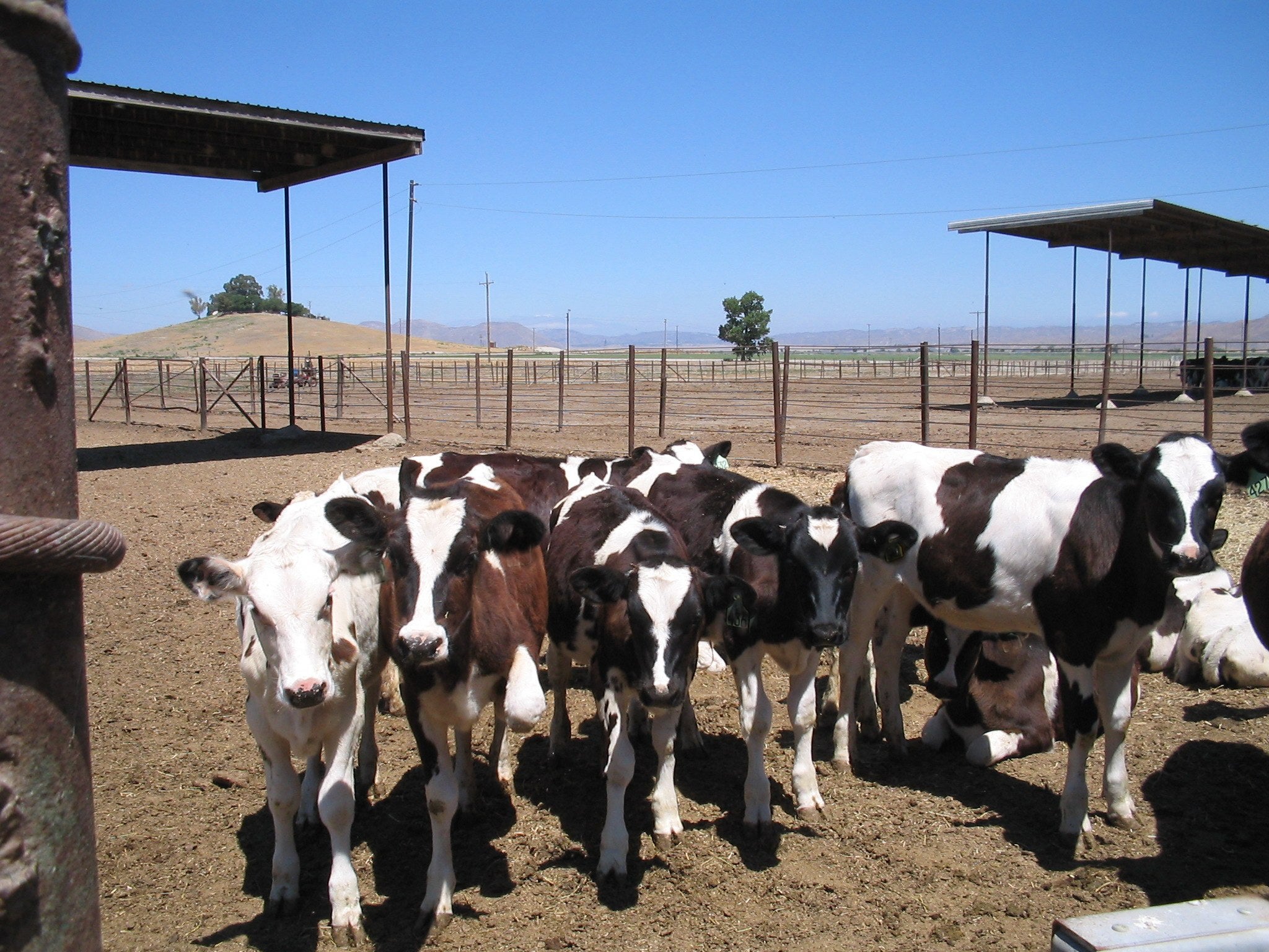 Dairy calves in a large group in a dry dirt paddock at a California farm