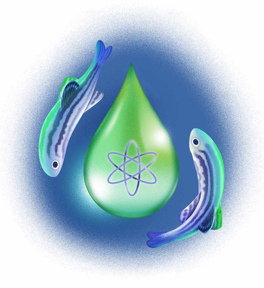 Illustration of a green droplet with a dynamic molecule symbol in the middle. Two zebrafish swim around the droplet.