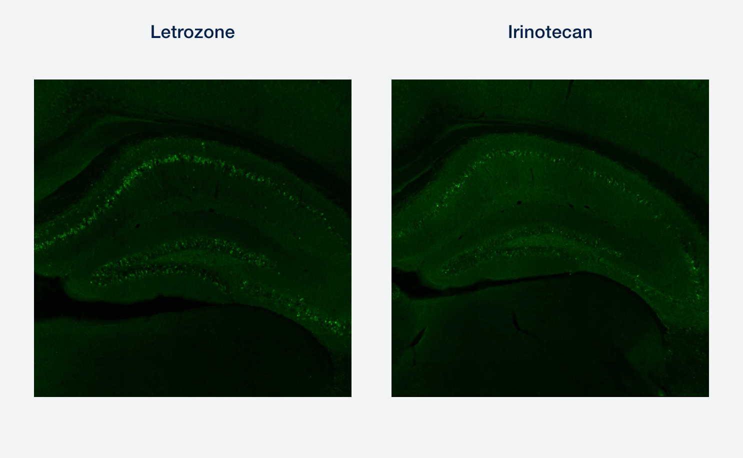 Two images side by side of green folded over another layer of green; the left is an image of a mouse's brain's tau when letrozone is administered; the right is an image of a mouse's brain's tau when irinotecan is administered