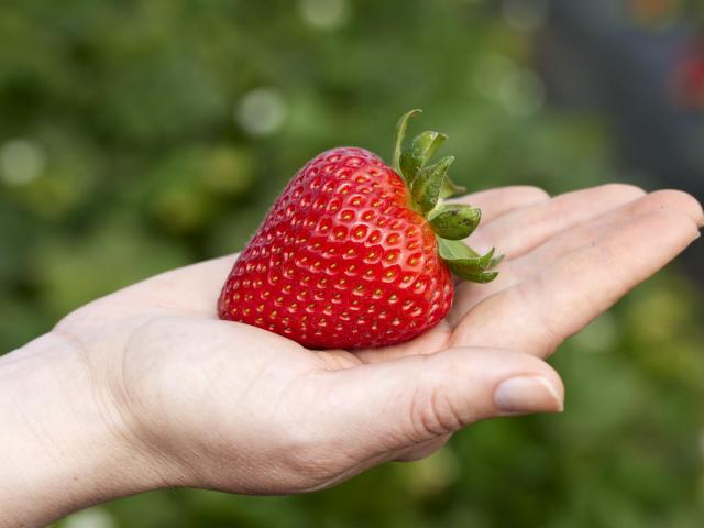 A strawberry in someone's hand