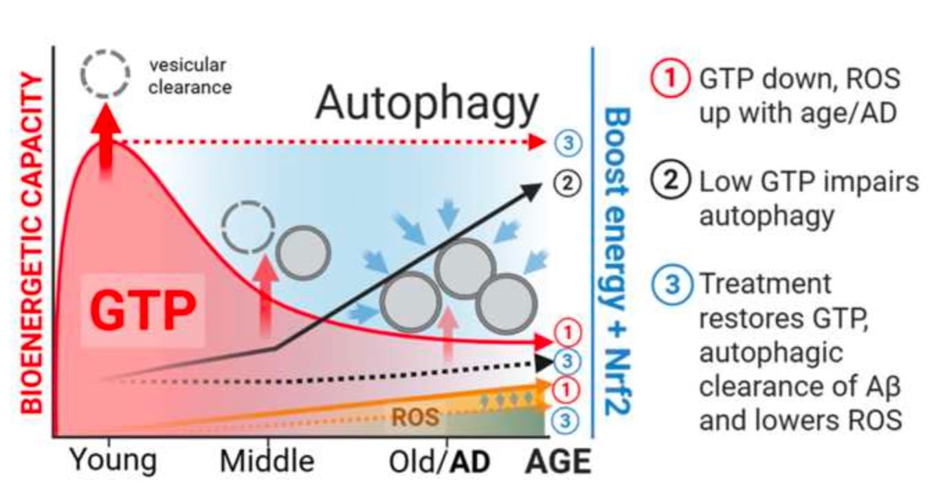A graphic showing how the level of guanosine triphosphate decreases in aging brains