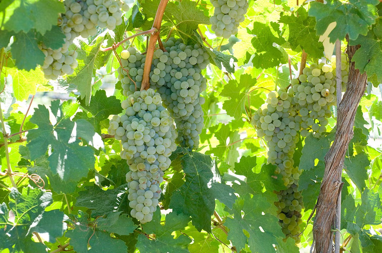 Green wine grapes hanging off the vine, lit by sun