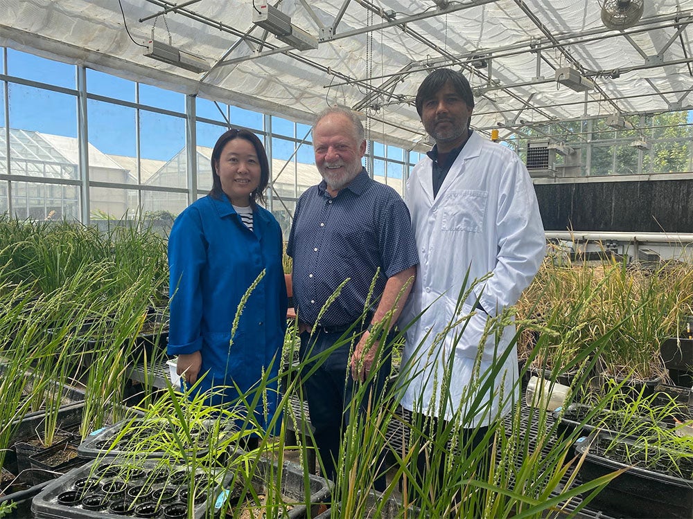 Three scientists smile for a photo, standing in a greenhouse surrounded by wheat plants