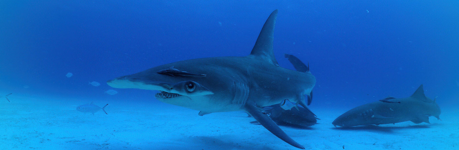 A hammerhead shark