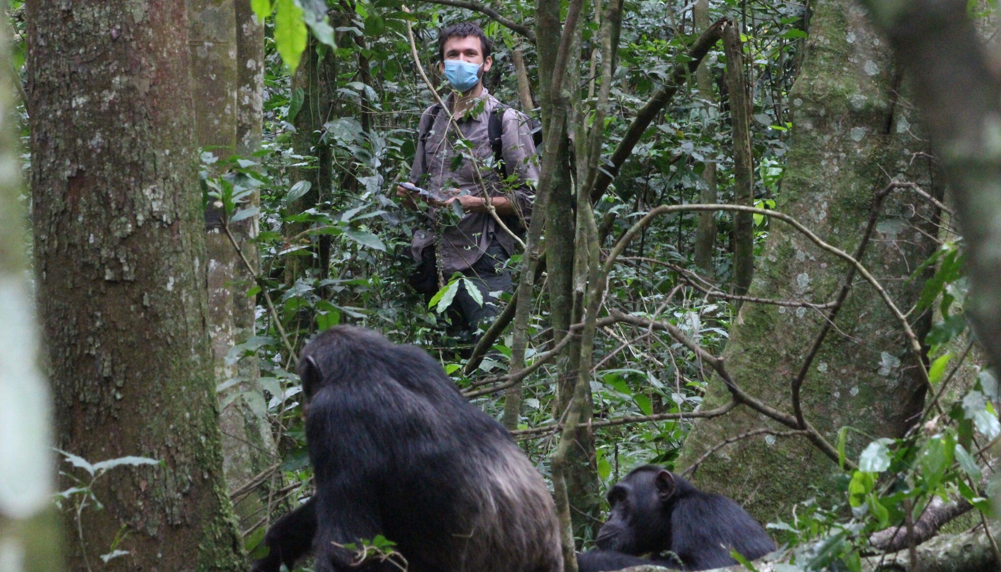 A man wearing a surgical mask in the jungle looks on at an adult chimp and a young chimp