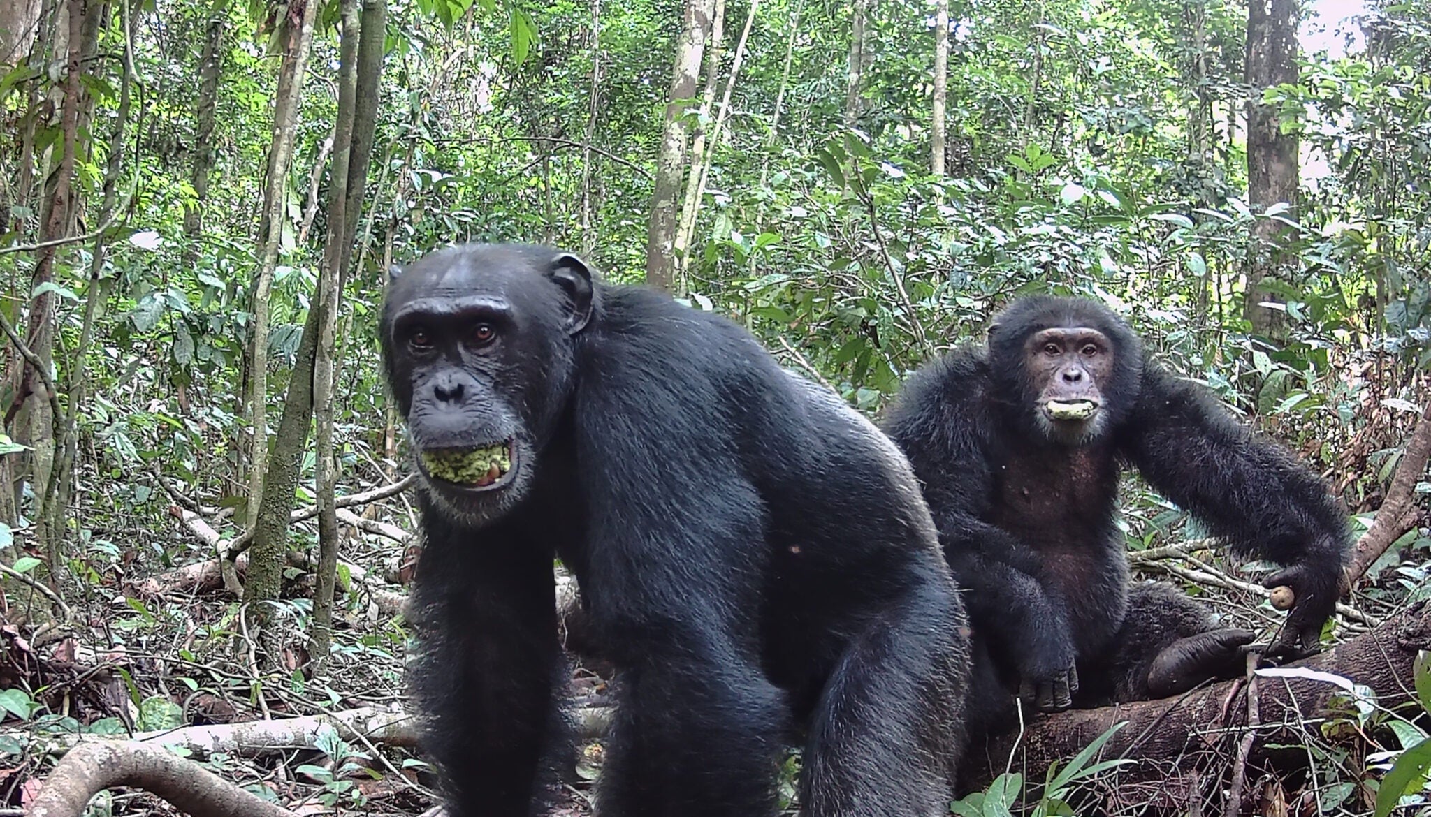 Two adult chimps chewing with their mouths open in the wild