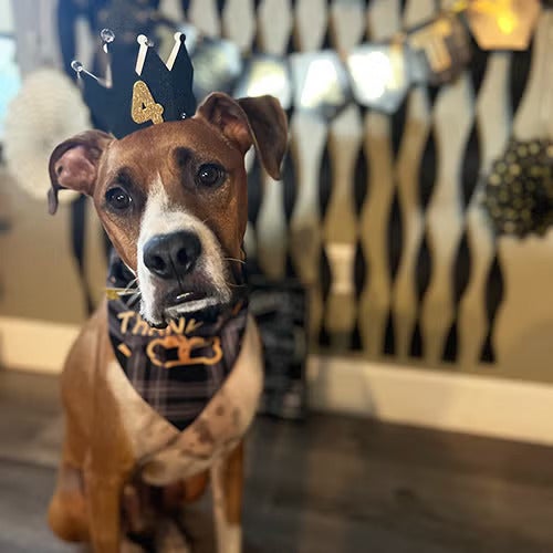 A boxer/hound mix looks adorably at the camera wearing a bandanna