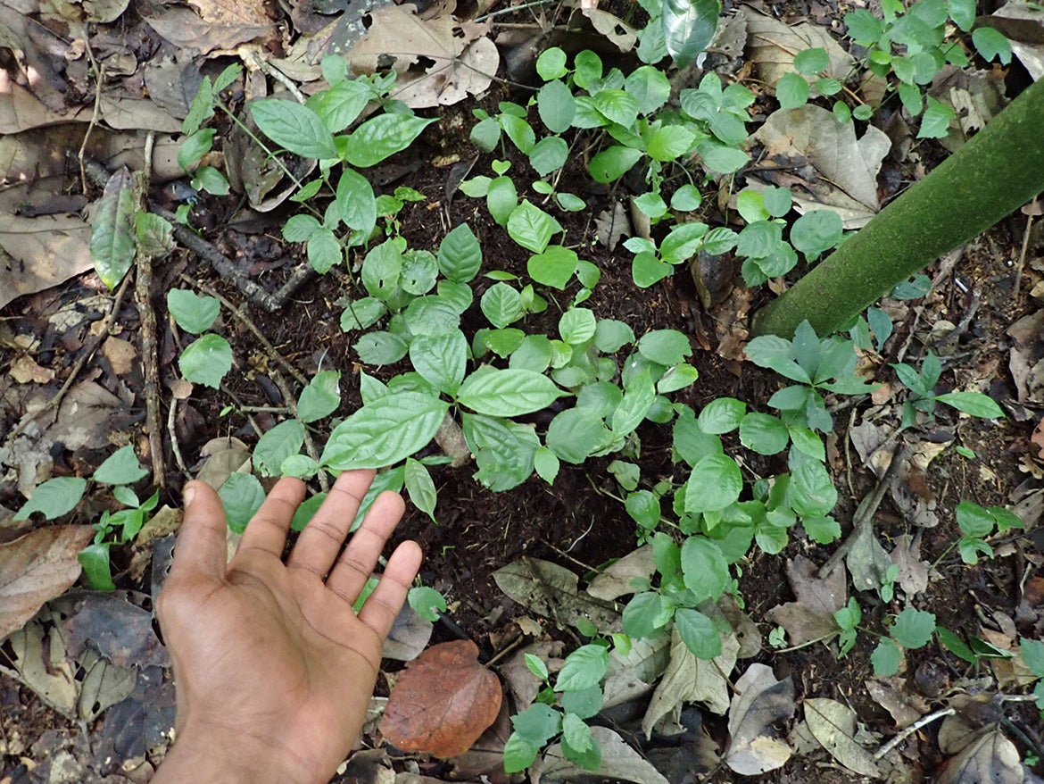 A hand gestures at bright green seedlings on forest floor