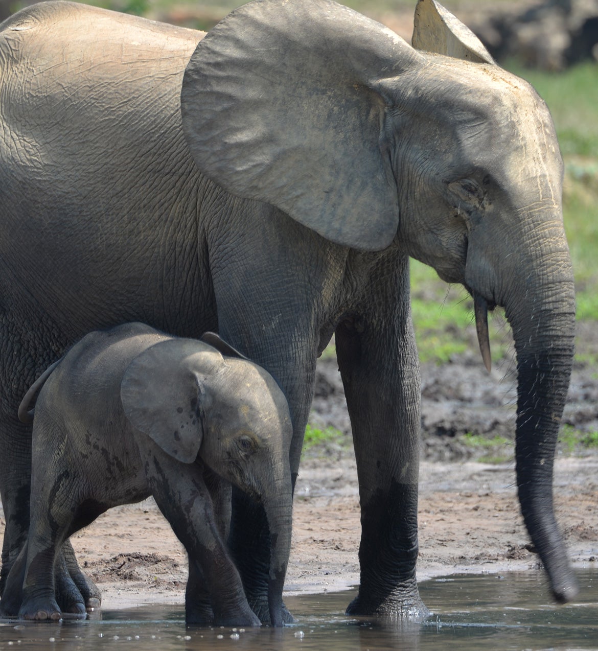 A parent elephant and a baby elephant at a water source
