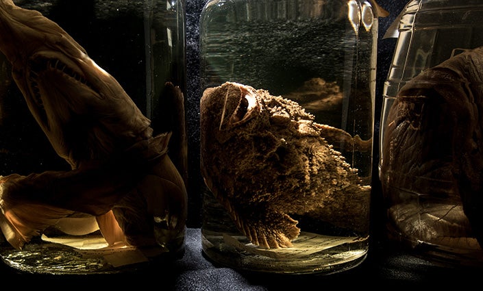 Three jars, each with a preserved deep-sea fish