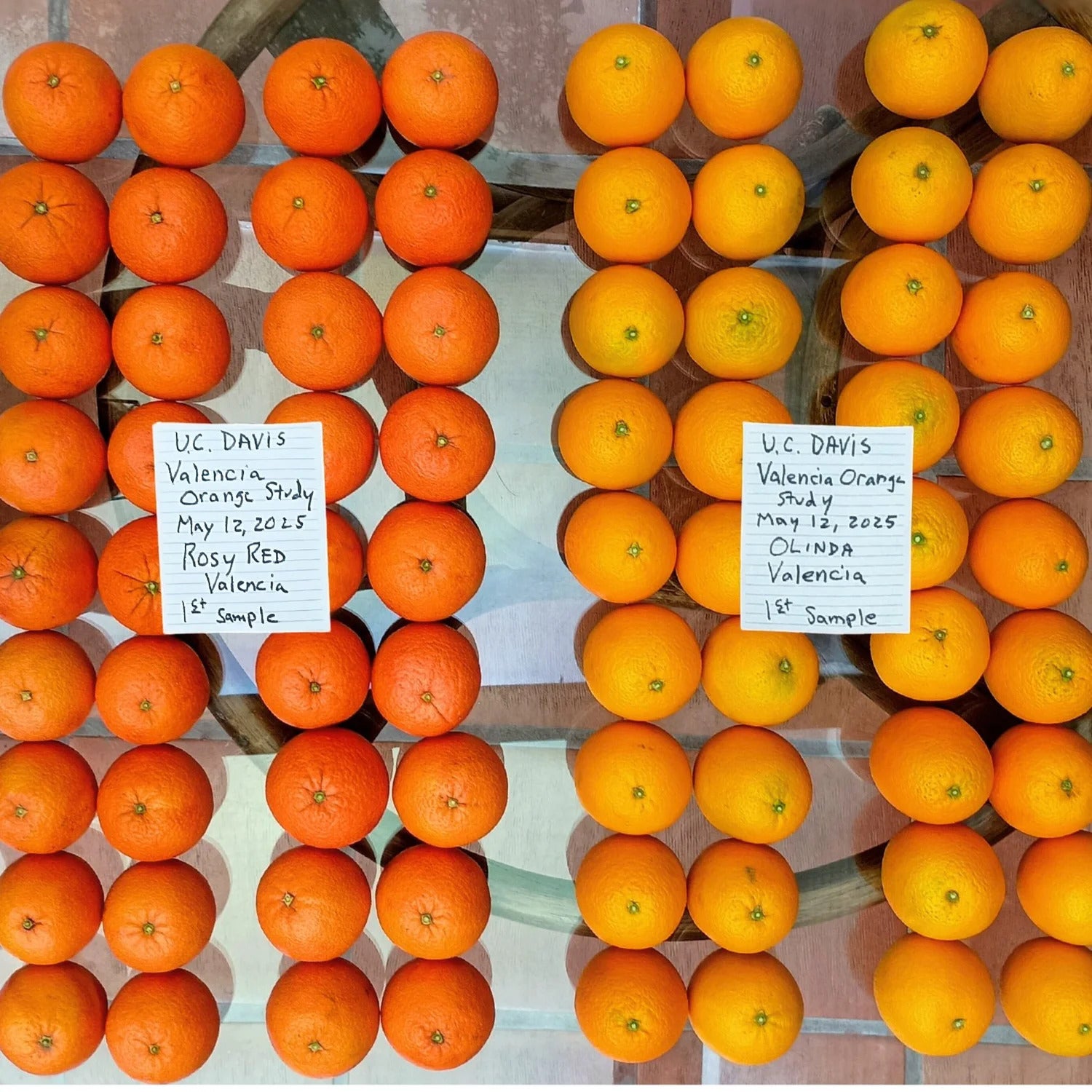 On the left, four columns of oranges that are a bright rosy red orange; on the right, four columns that are a more traditional orange. Each side has a slip of white paper on it denoting a few identifying details from a UC Davis study