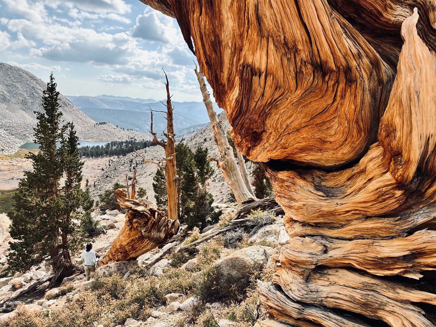 A twisted, gnarled tree trunk in the foreground of a photo of a person standing in a high-elevation mountain landscape