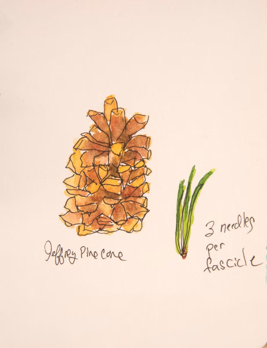 Watercolor and pen sketch of a jeffery pine cone and needles
