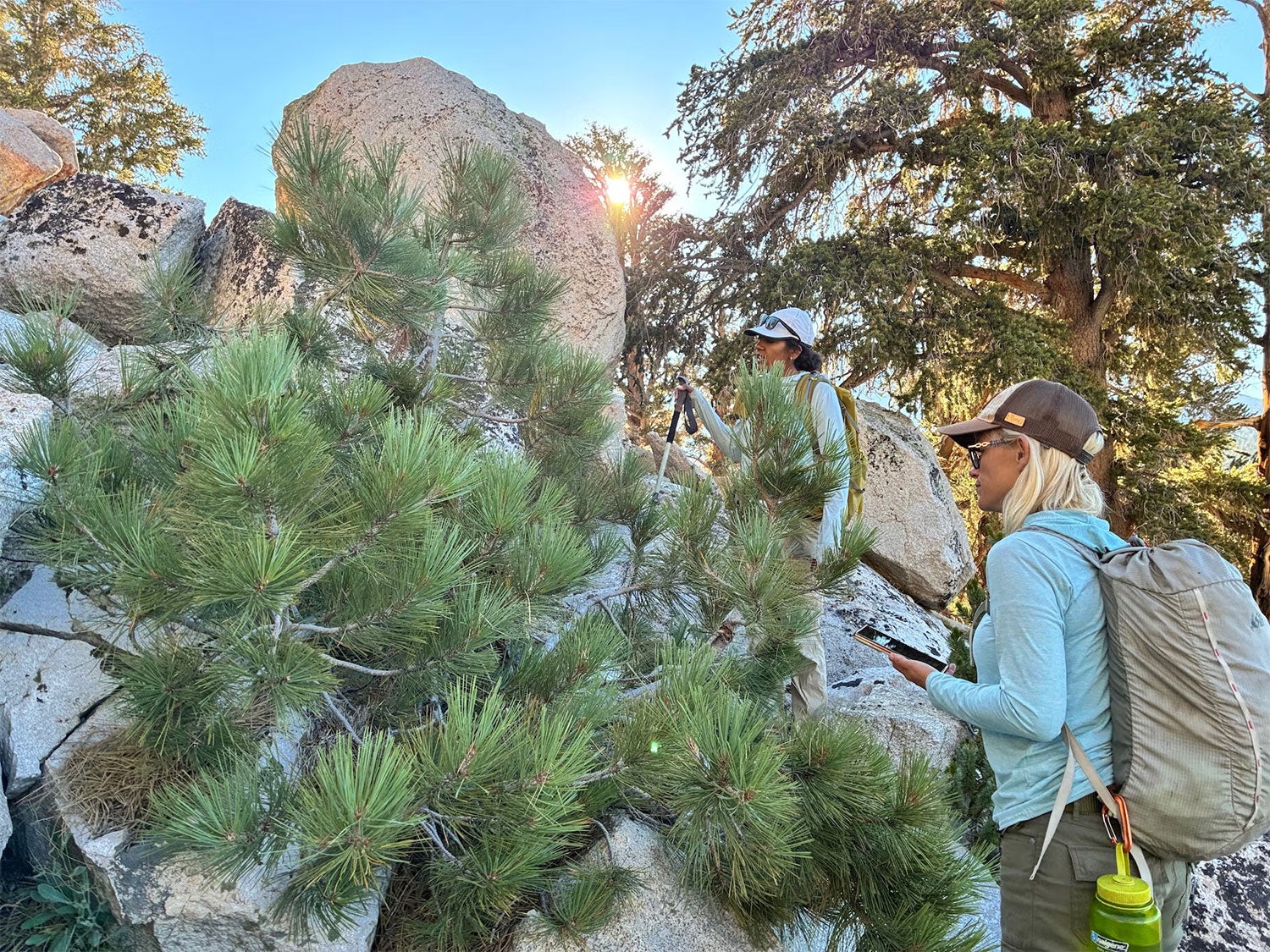 Two people in outdoor gear study a coniferous shrub in a landscape marked by granite boulders.