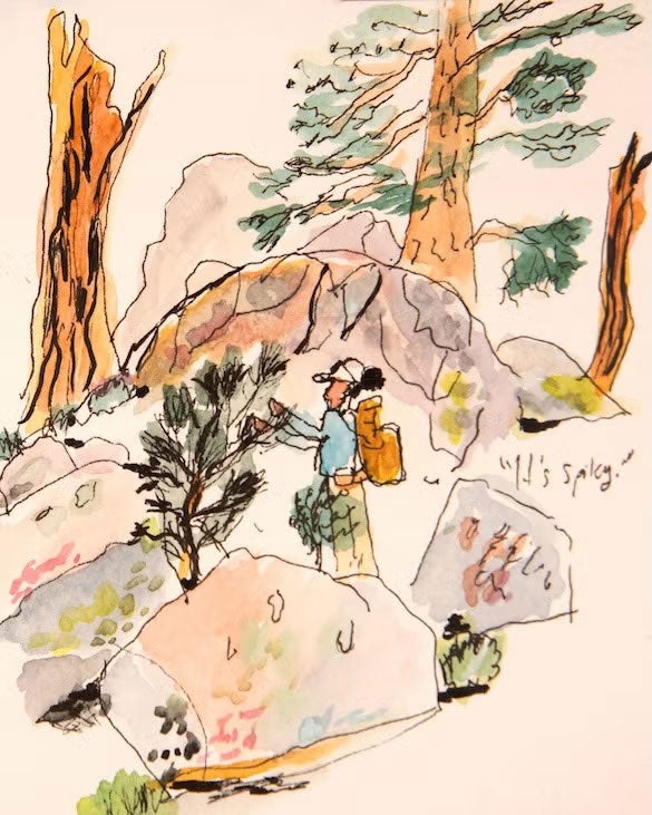 watercolor and ink sketch of a field scientist studying a tree in a granite landscape