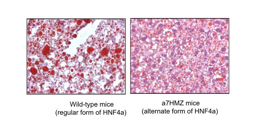 Two side-by-side photos of lipids in mice; the wild-type mice have larger circles, and the a7HMZ mice have tightly clustered, smaller circles