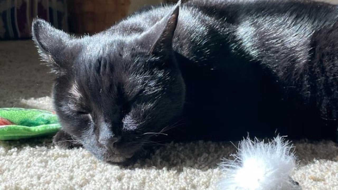 A black house cat naps in the sun on a white rug