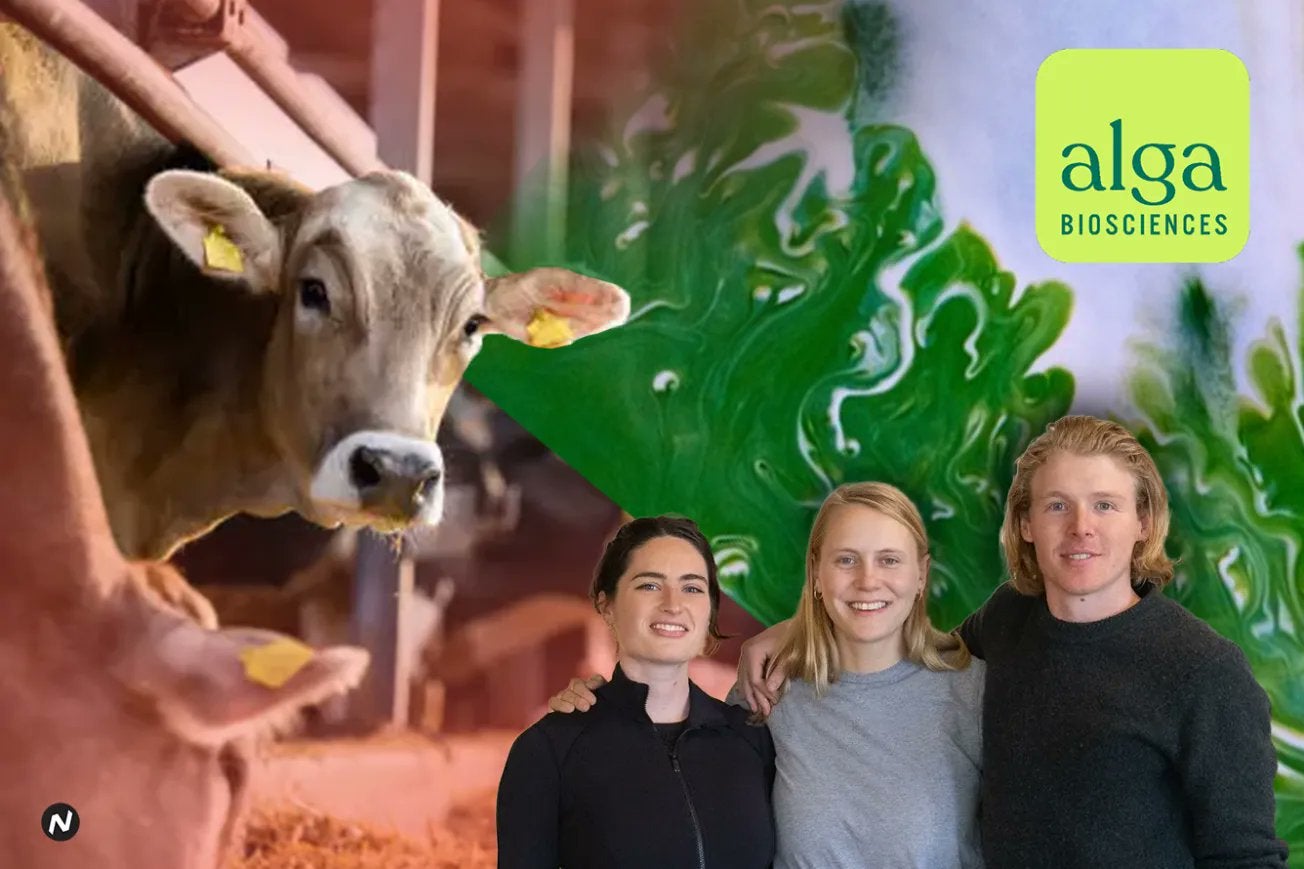 A graphic collage showing a cow on the left and three people on the right