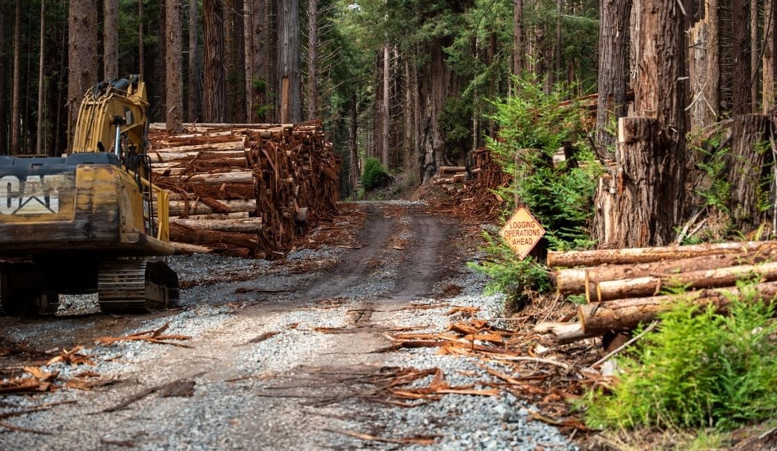 Forest logging road with stacked logs along the sides, a yellow excavator nearby, and a sign reading “Logging Operations Ahead” among tall trees.