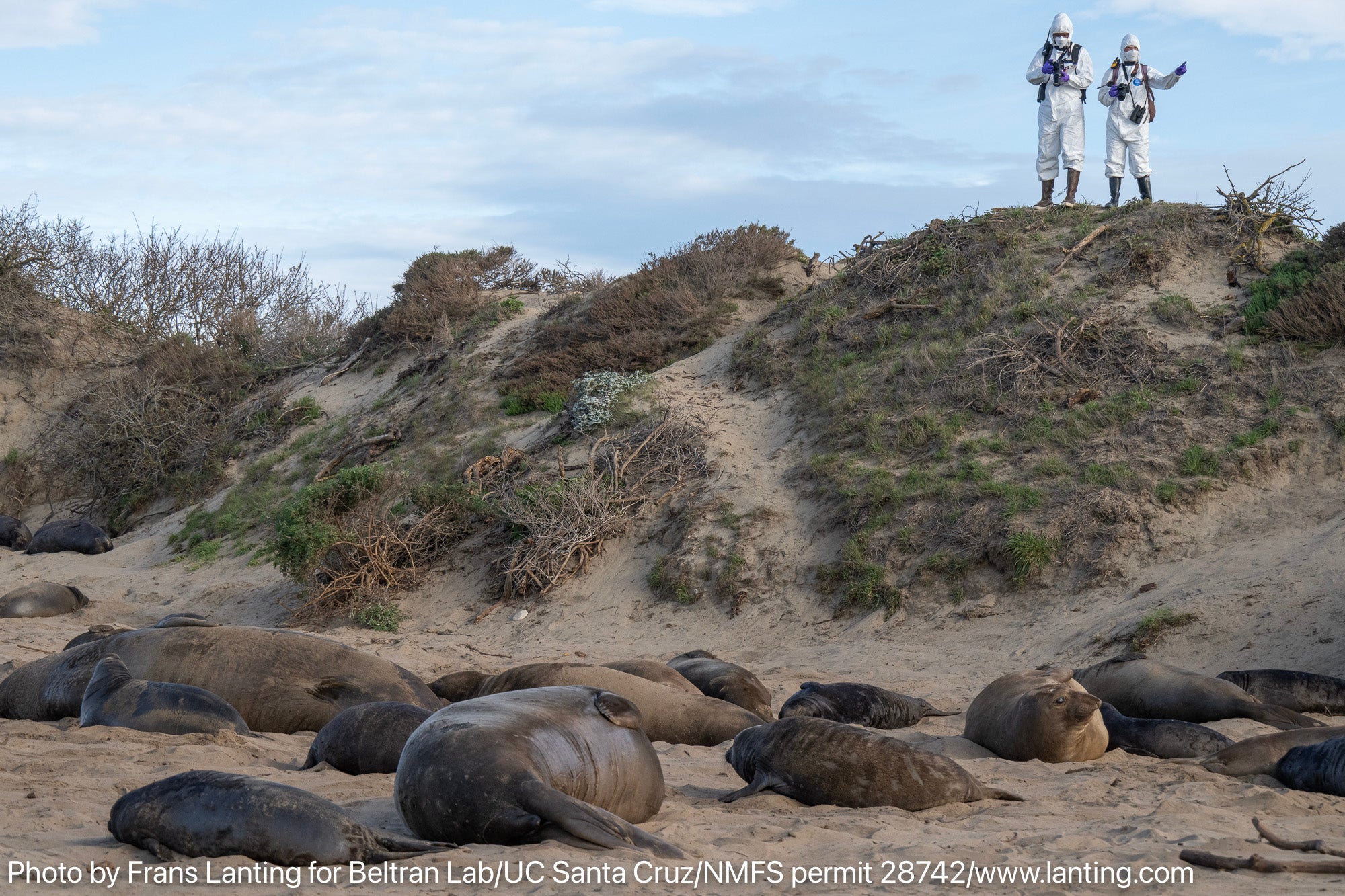 Two researchers in white biohazard suits above elephant seals on the beach