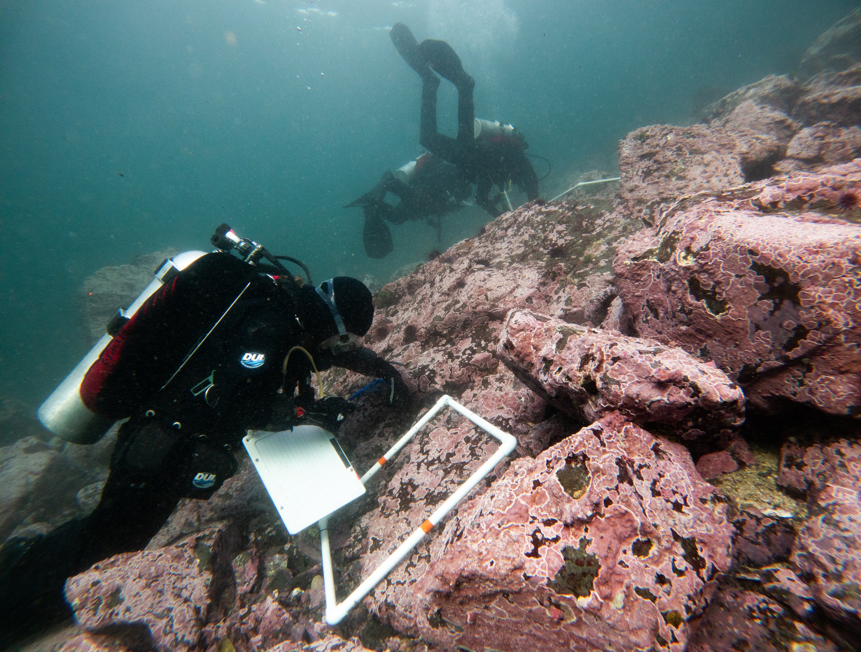 Scuba divers under water collecting scientific samples