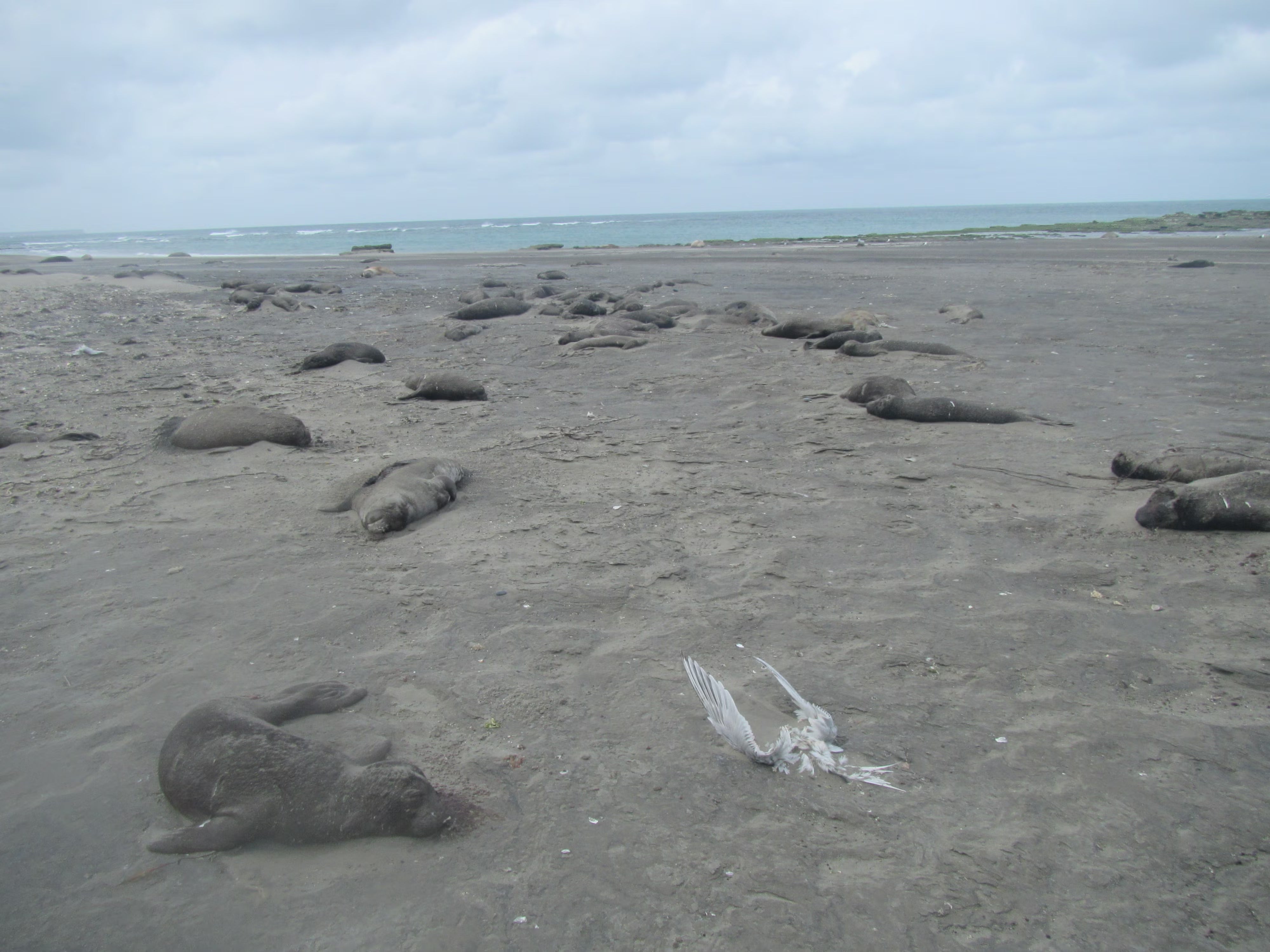 A sandy beach with a number of elephant seal carcasses, a small one up close looks like it is asleep next to a bleached gull skeleton