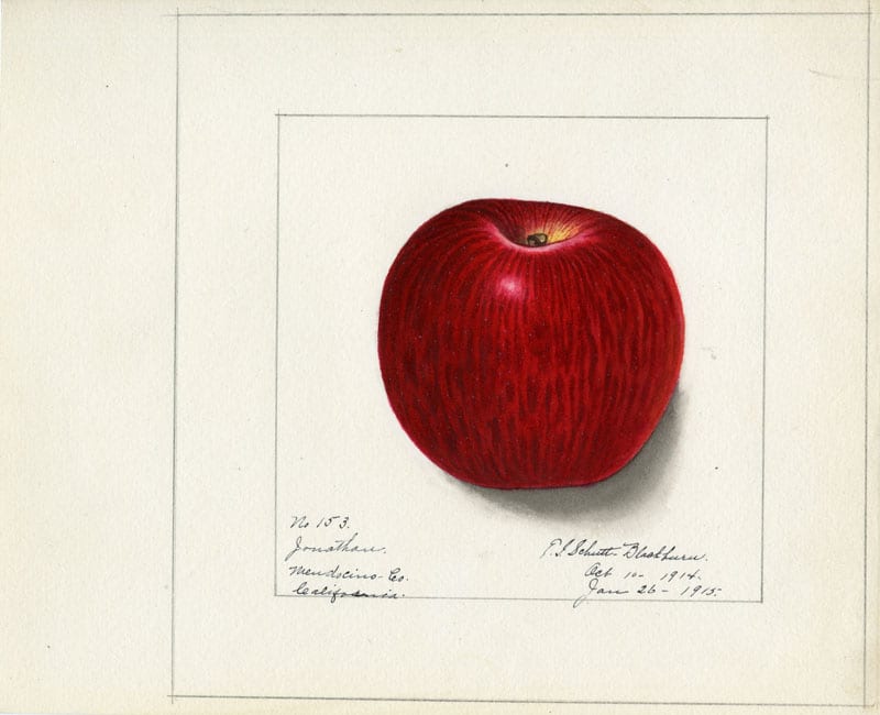 A watercolor painting of a red apple