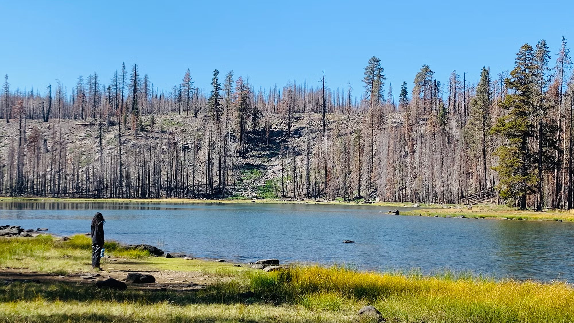 Person standing at lakeshore with scorched trees, grassy foreground, clear blue sky