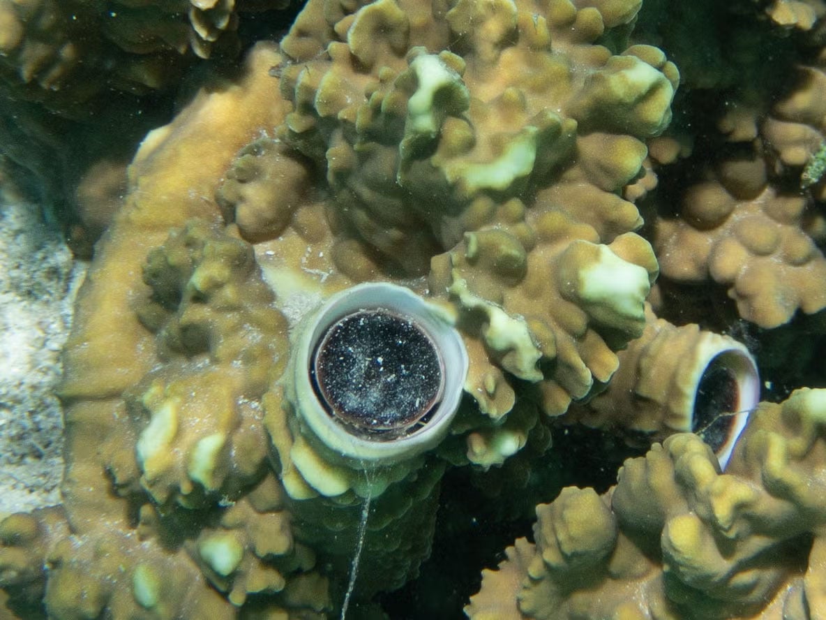 Underwater close-up of yellow-brown coral with two round tube sponge openings