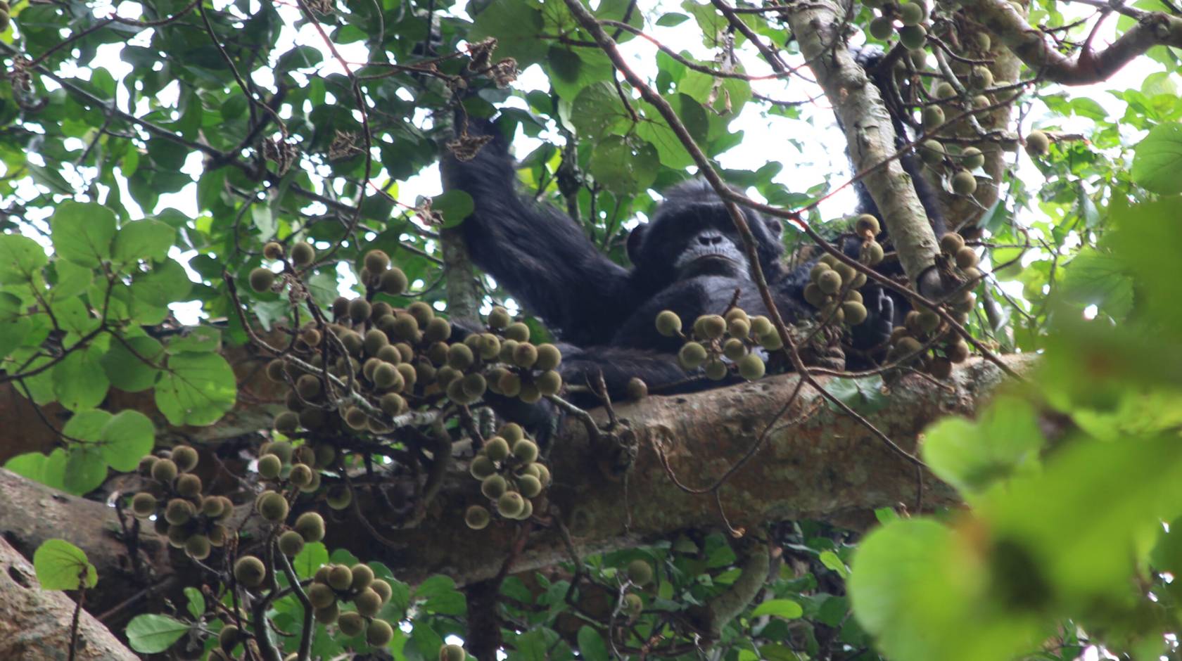 A chimpanzee in a fig tree, looking down at the camera