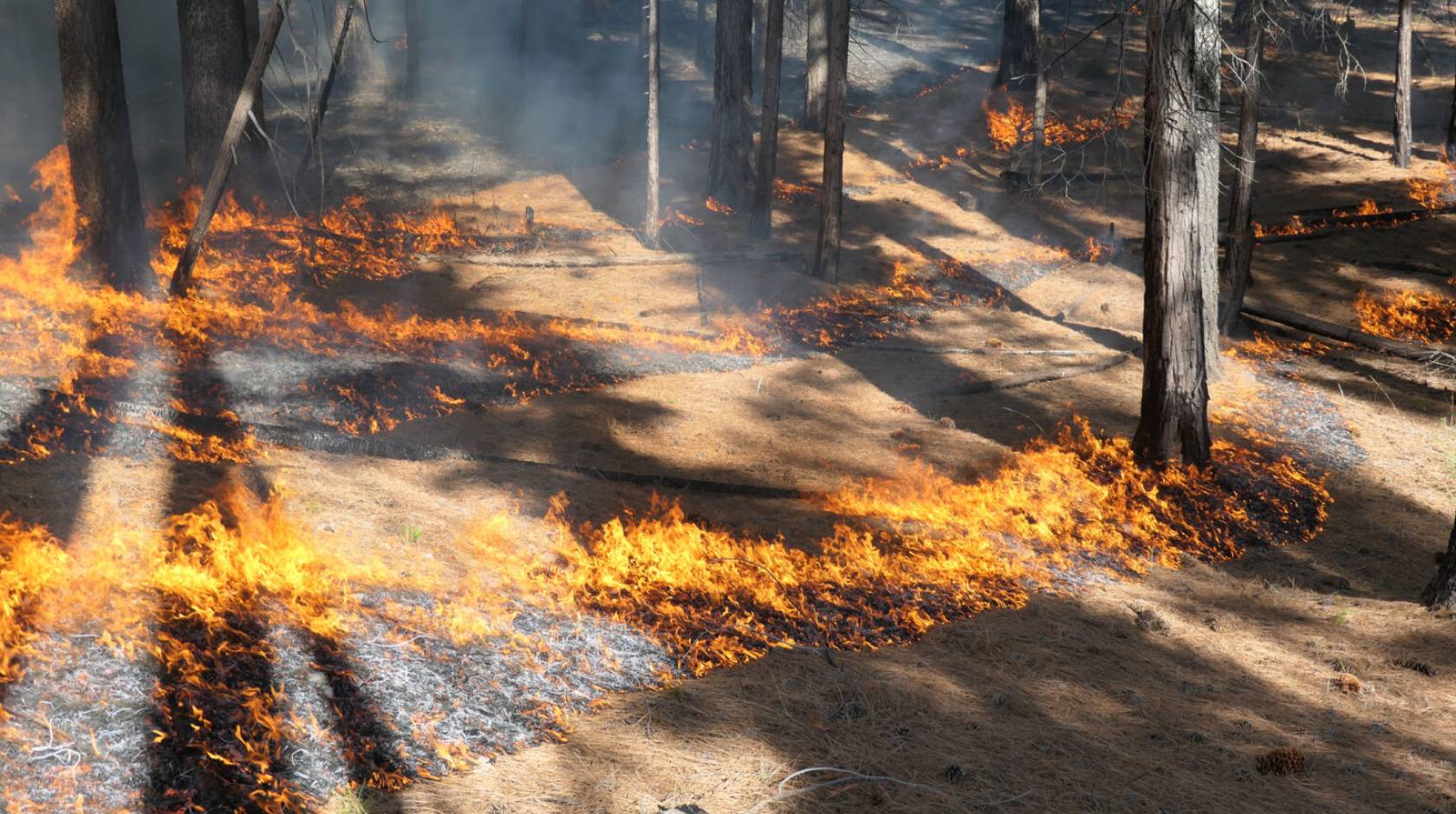 Low flames burn a patchwork pattern on a dry forest floor