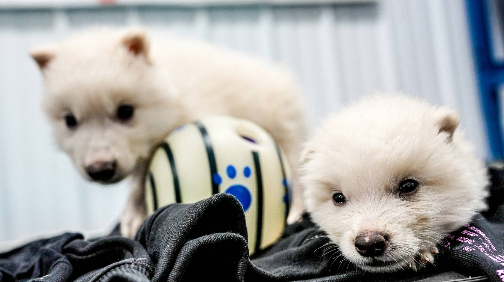 Two sleepy white wolf-like puppies look at a camera while one sits, the other lays down, on a jacket