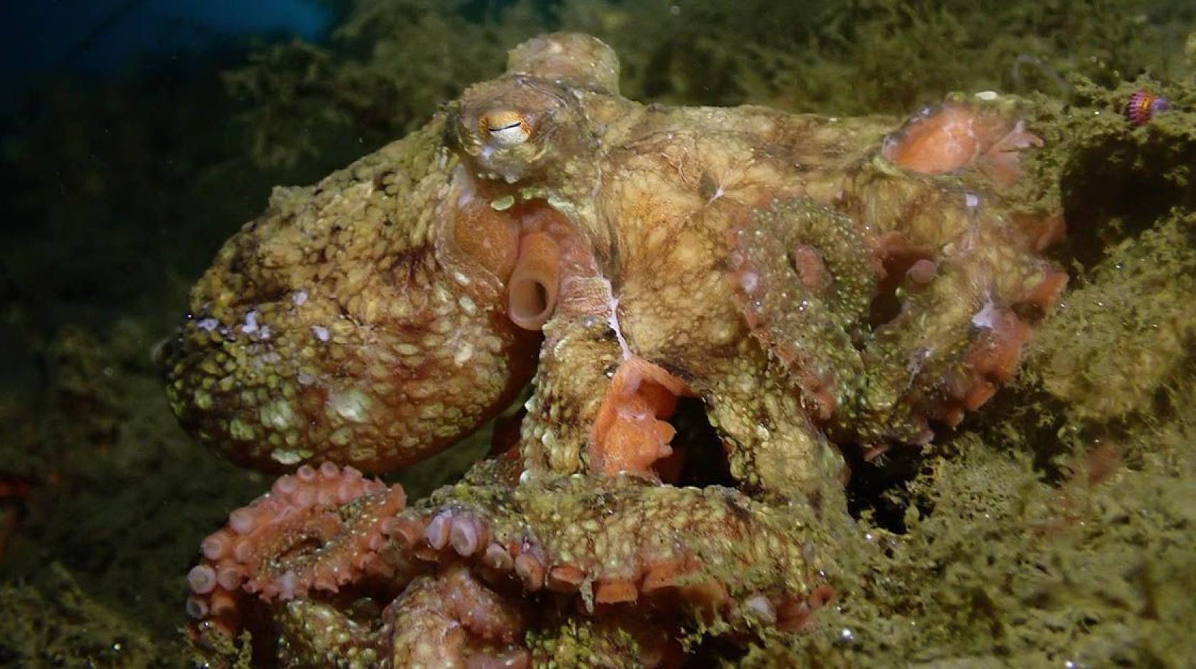 A lumpy brown and pink octopus on the seafloor