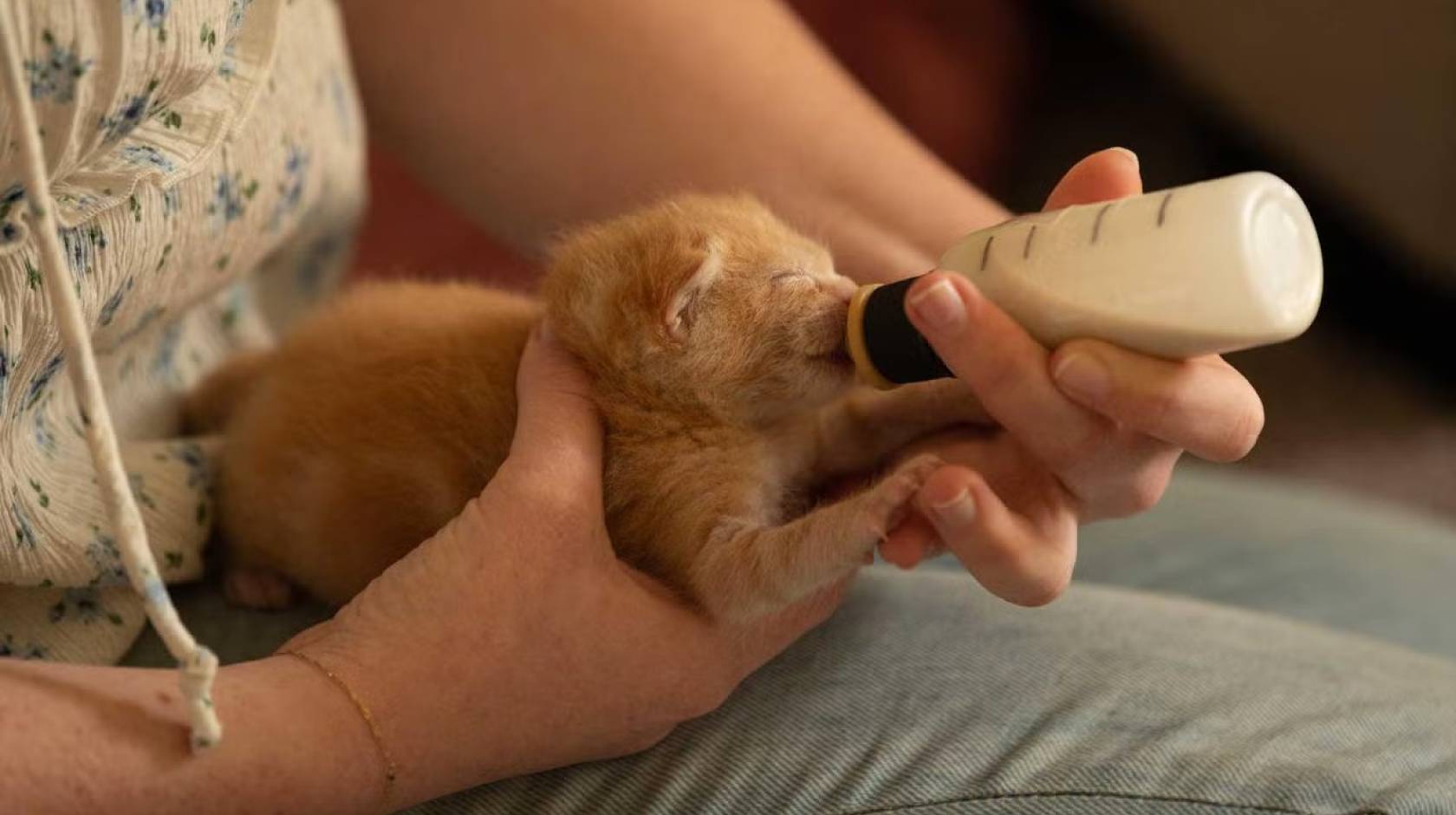 A kitten being bottlefed