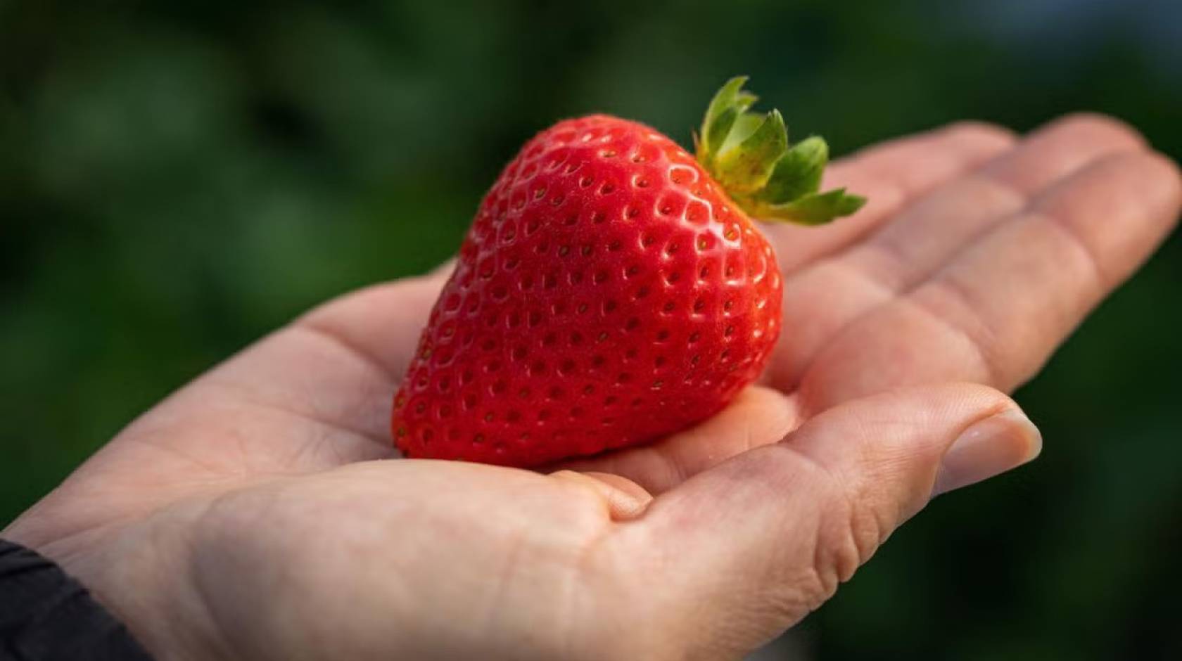 A strawberry held in someone's palm