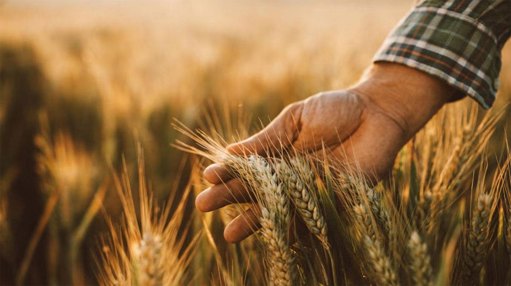 A hand holding wheat in a gold-lit field