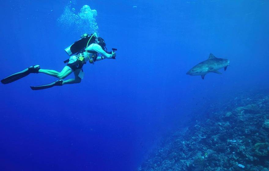 A scuba diver photographing a shark under water