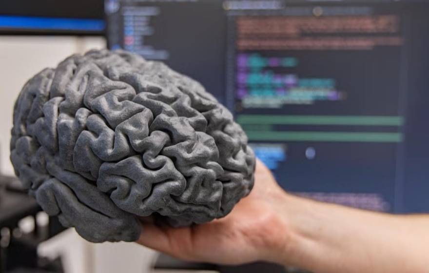 A hand holds a gray model of a human brain