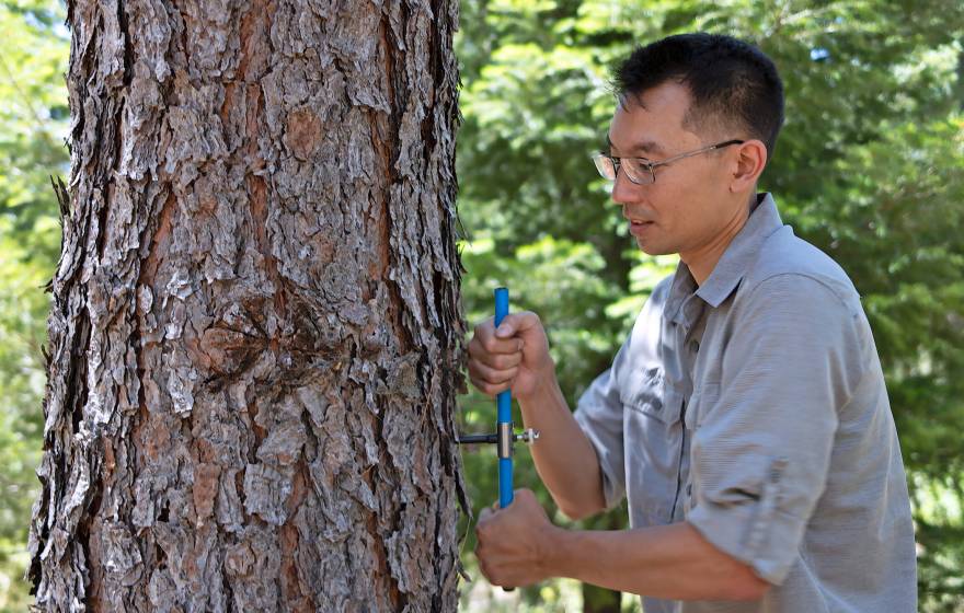 A young man puts a tool into a trunk of a tree while he stands very close to it