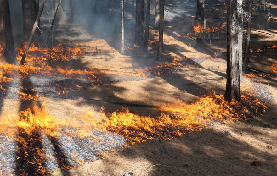 Low flames burn a patchwork pattern on a dry forest floor