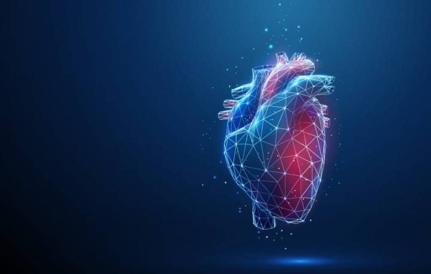 Illustration of a heart