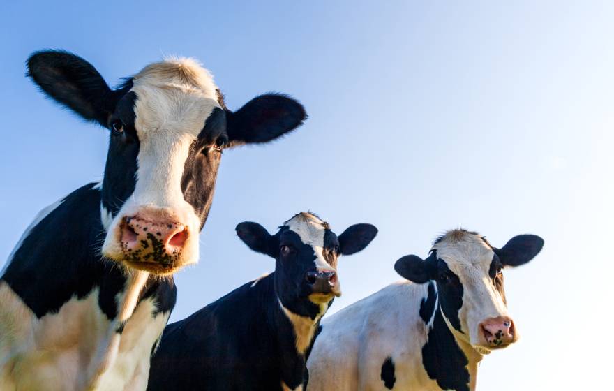 Three Holstein cows look at the camera