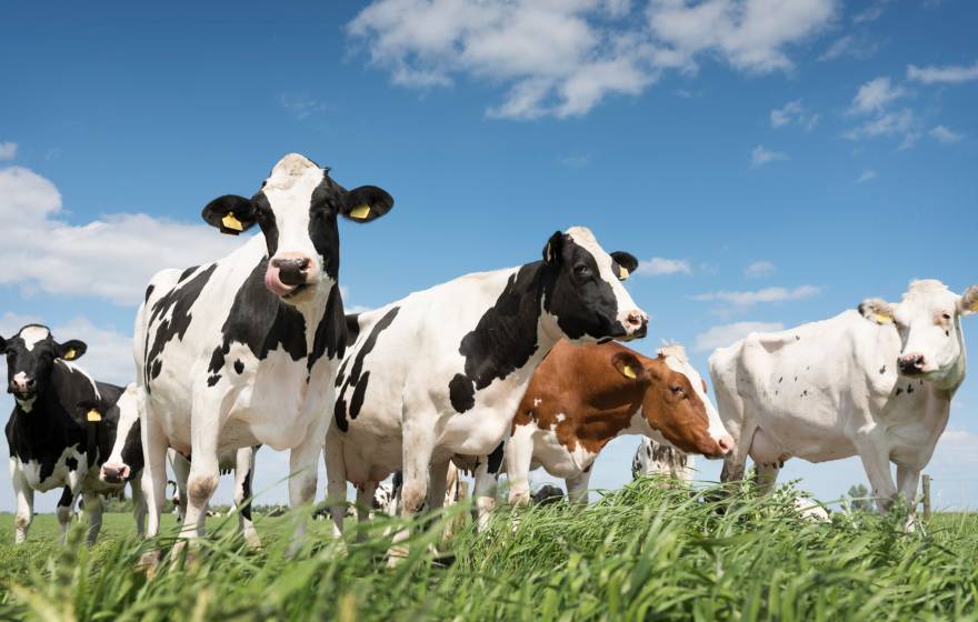 Dairy cows, a few black and white, one red and white, the other white, on green grass under a blue sky