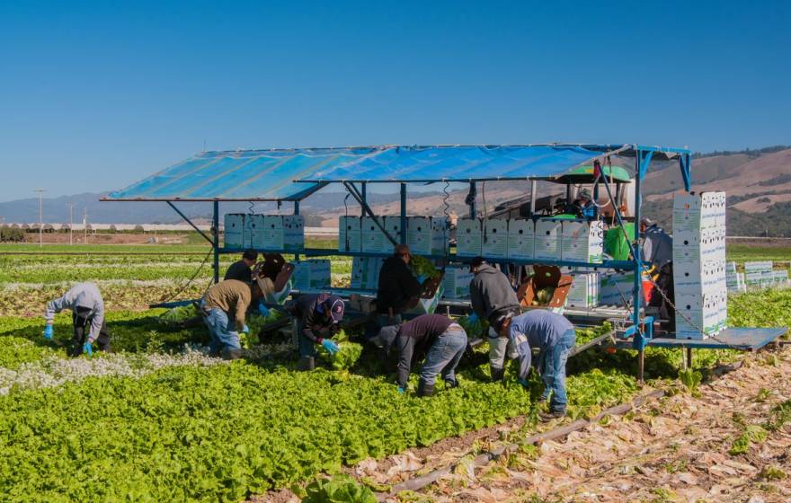 Farmworkers in the field
