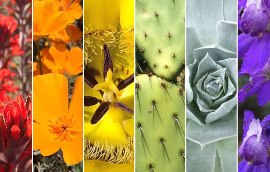Flowers and plants that are in pride colors
