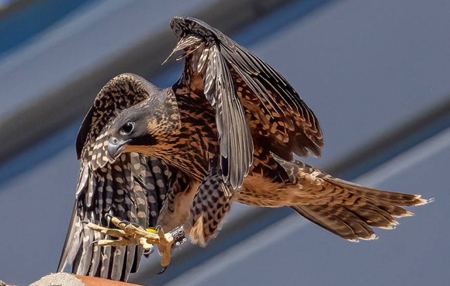 Peregrine falcon with wings up, landing